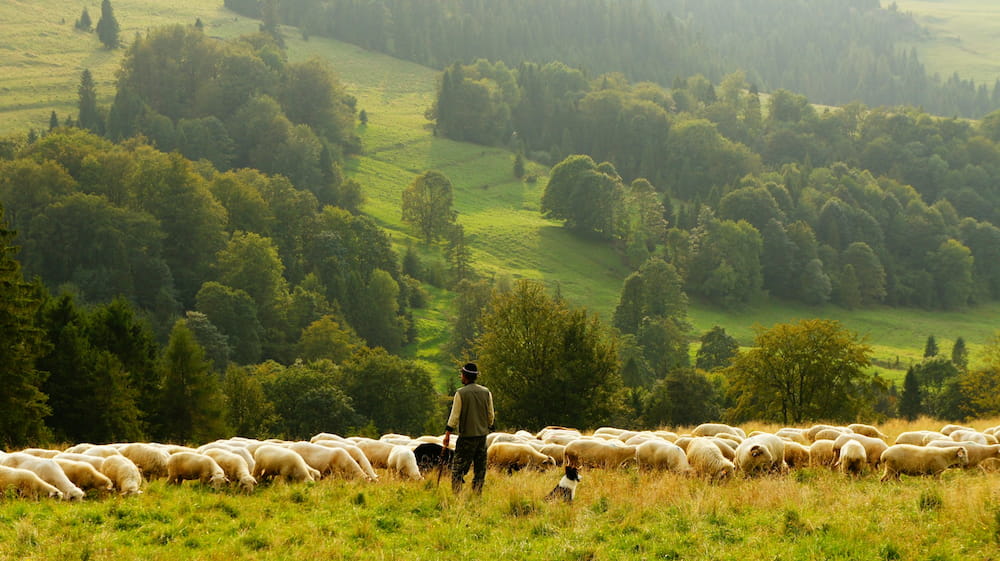 Image of a shepherd in the field